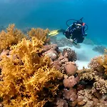 Dive Urge