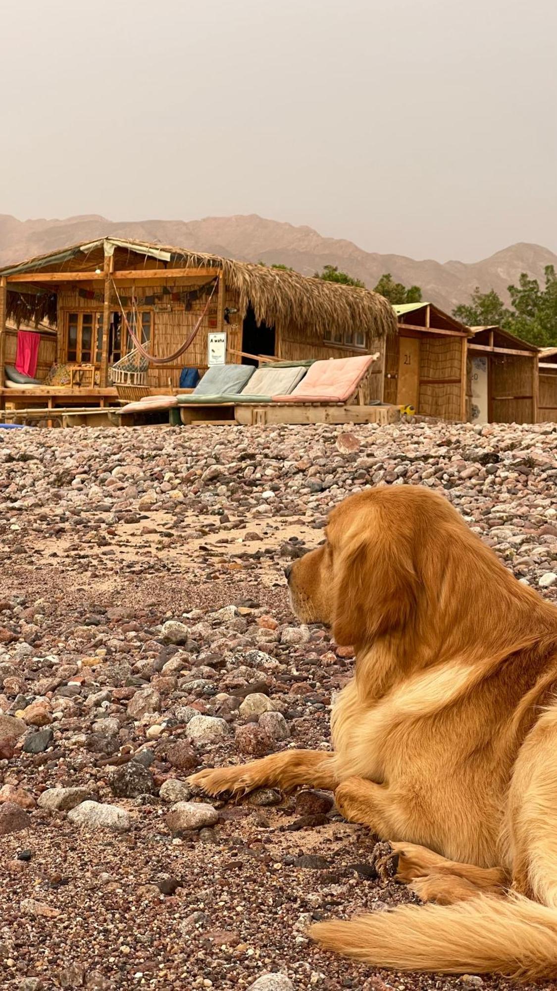 Alwaha Camp * Nuweiba
