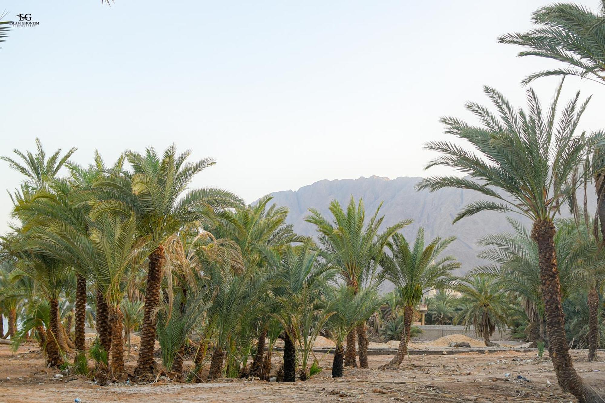 Palm Valley Camp Campsite Nuweiba
