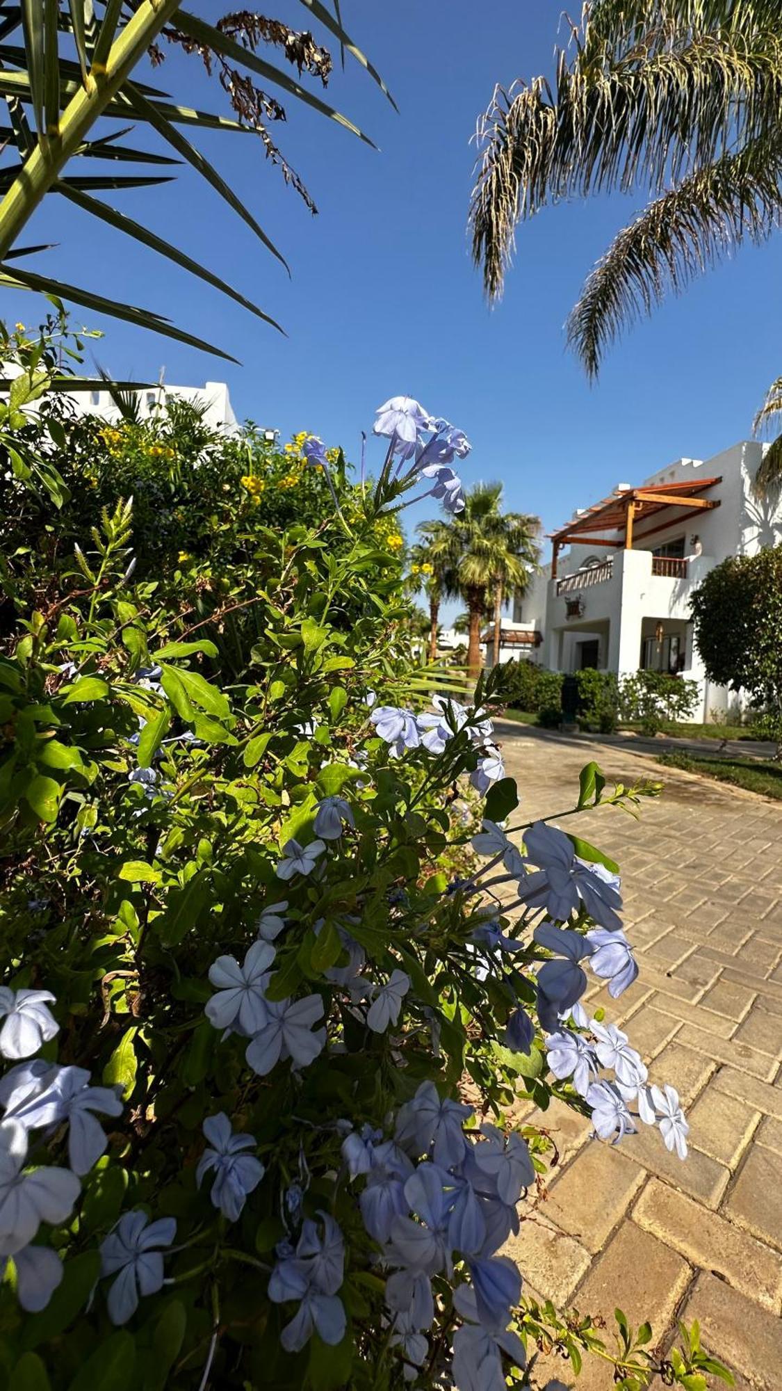 In Sheik Apartment Sharm el-Sheikh