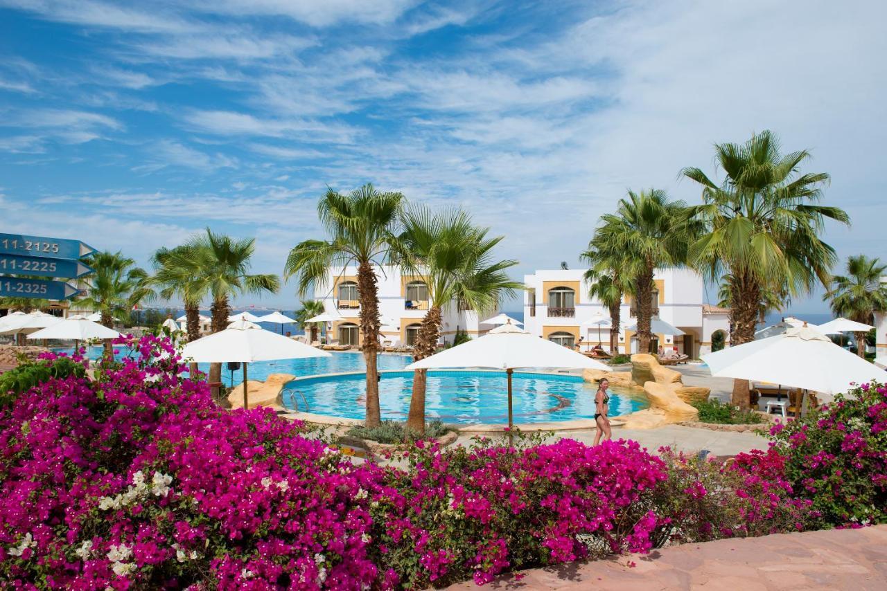 Amphoras Blu 4*