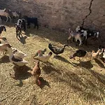 Nubian Farm Aswan