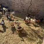 Nubian Farm Aswan
