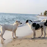 Yasmina Beach