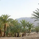 Palm Valley Camp