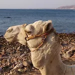 La Reine Dahab Hotel
