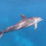 Dolphin Continental Hotel