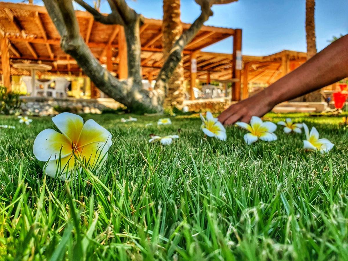 Palm Families And Couples Only Resort Hurghada