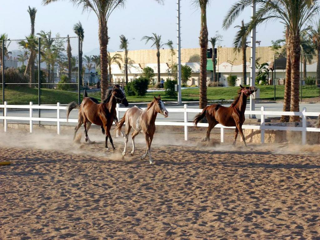 Concorde El Salam Sheikh Sport Resort 5*