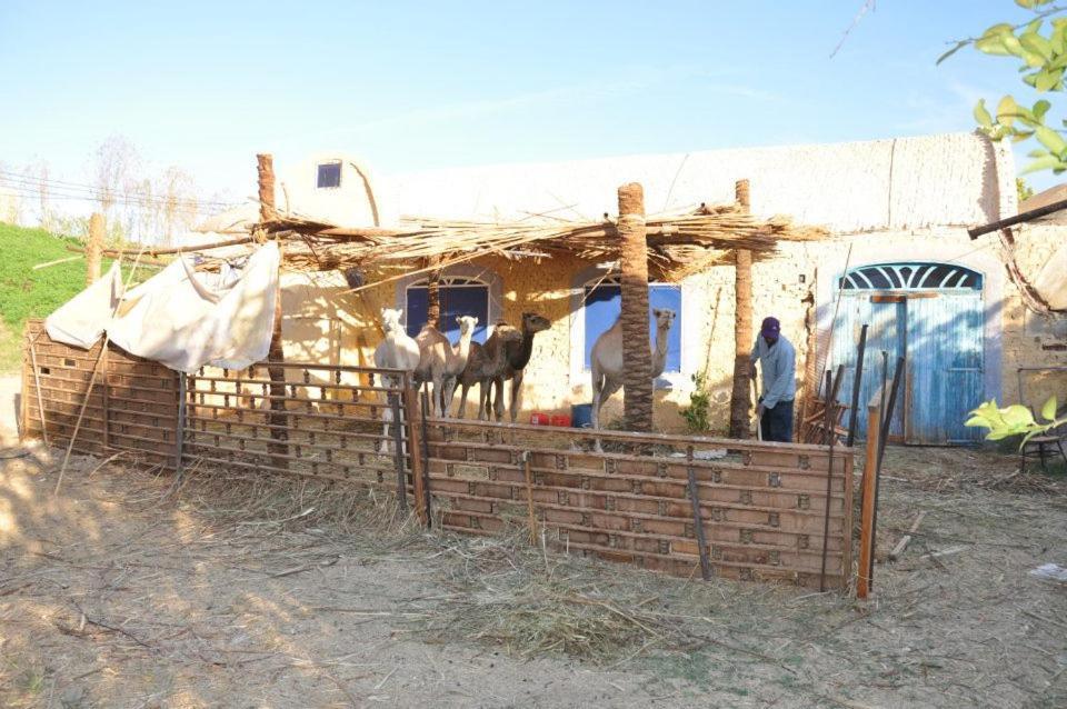 Nubian Farm *