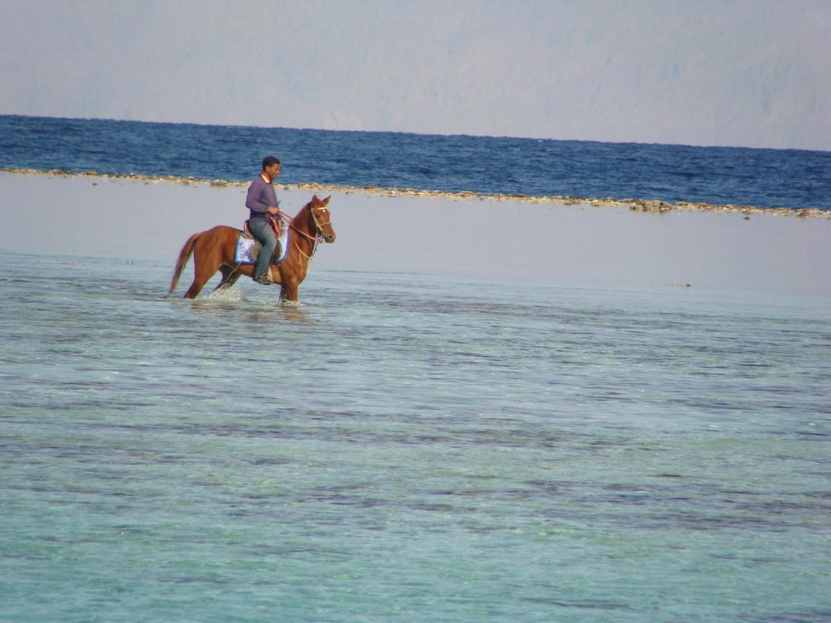 Boghdady * Dahab
