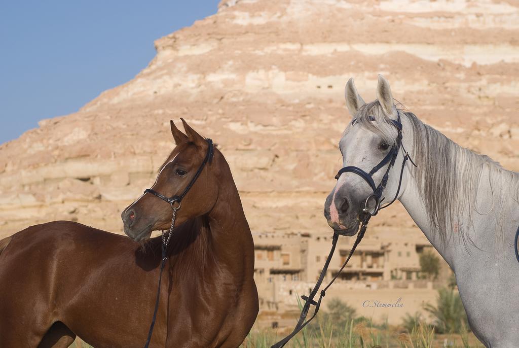 Resort Taziry Siwa