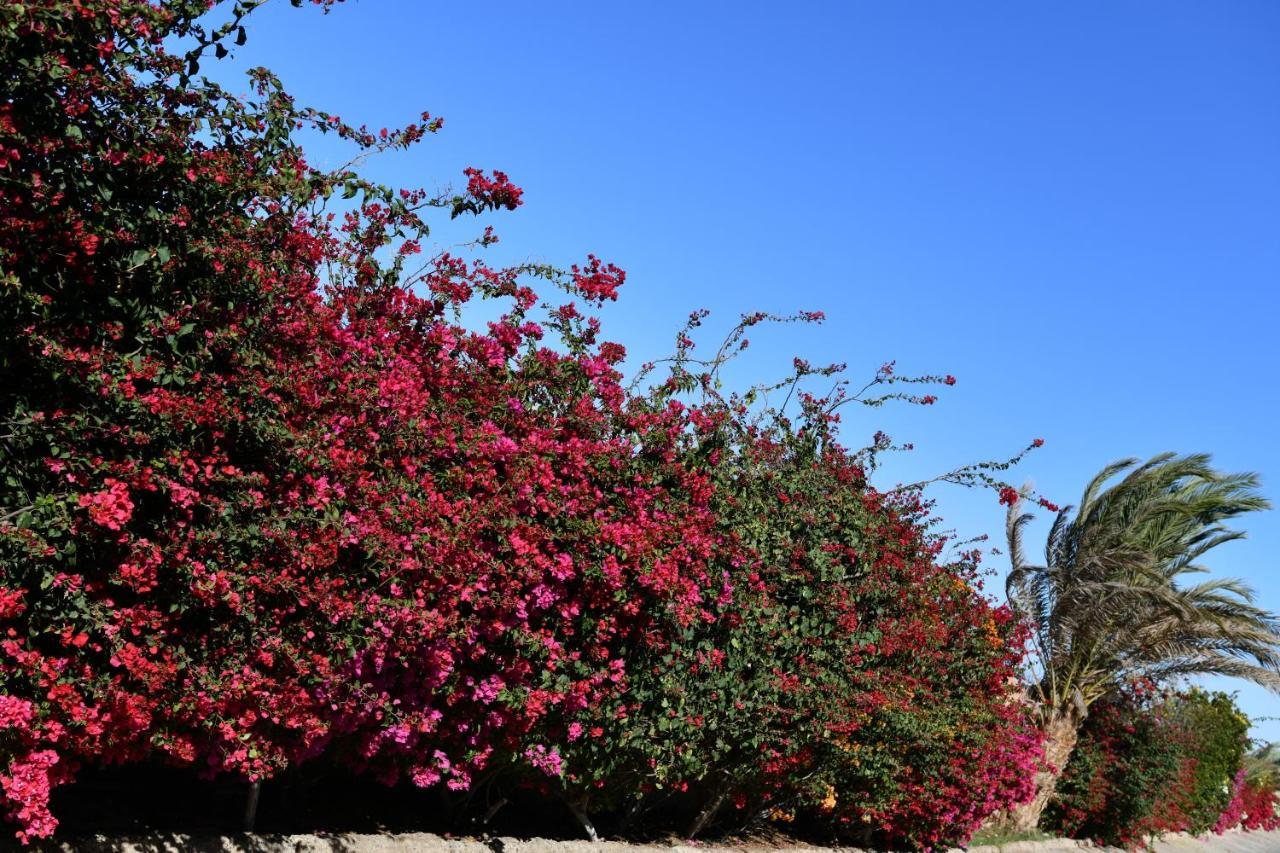 Wadi Lahmy Azur - Soft 3* Abū Ghuşūn