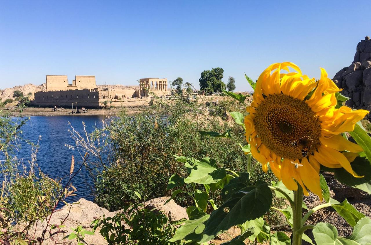 Orman Evi Eco Nubia *