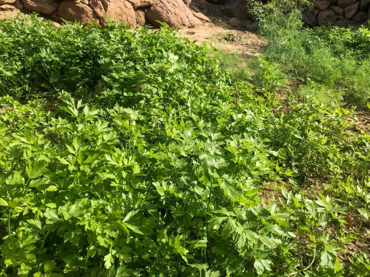 Eco Nubia Orman Evi