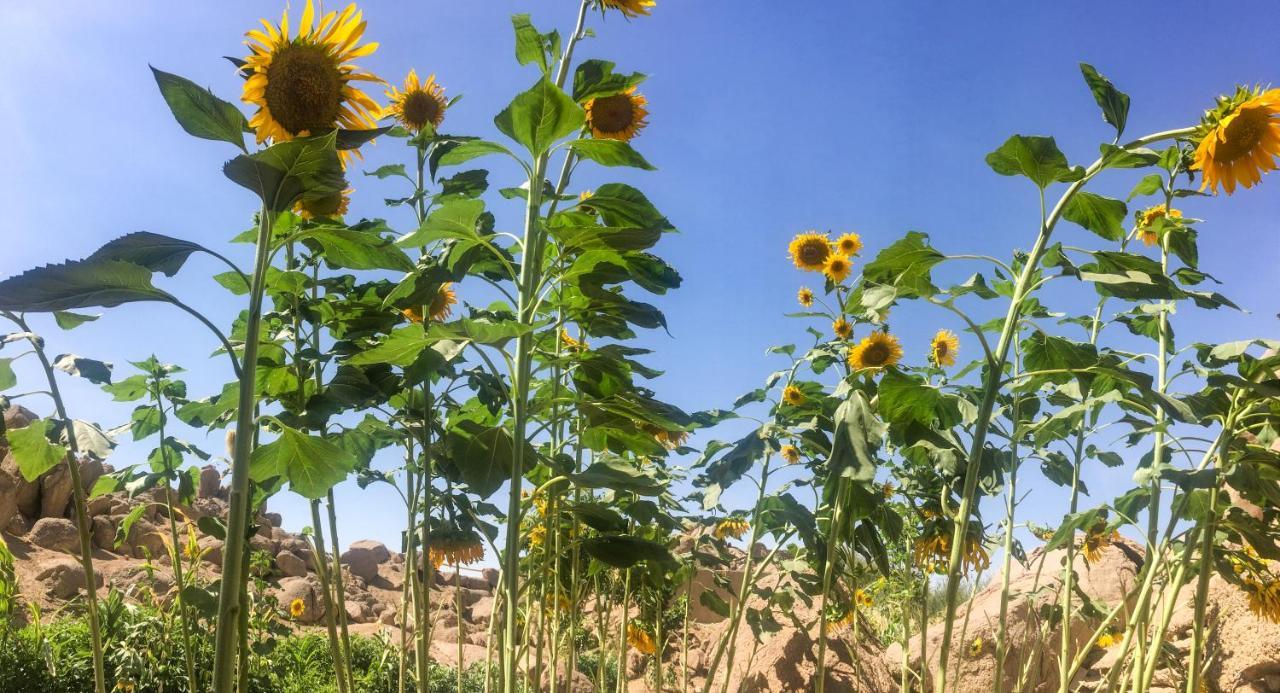 Eco Nubia Orman Evi Asvan