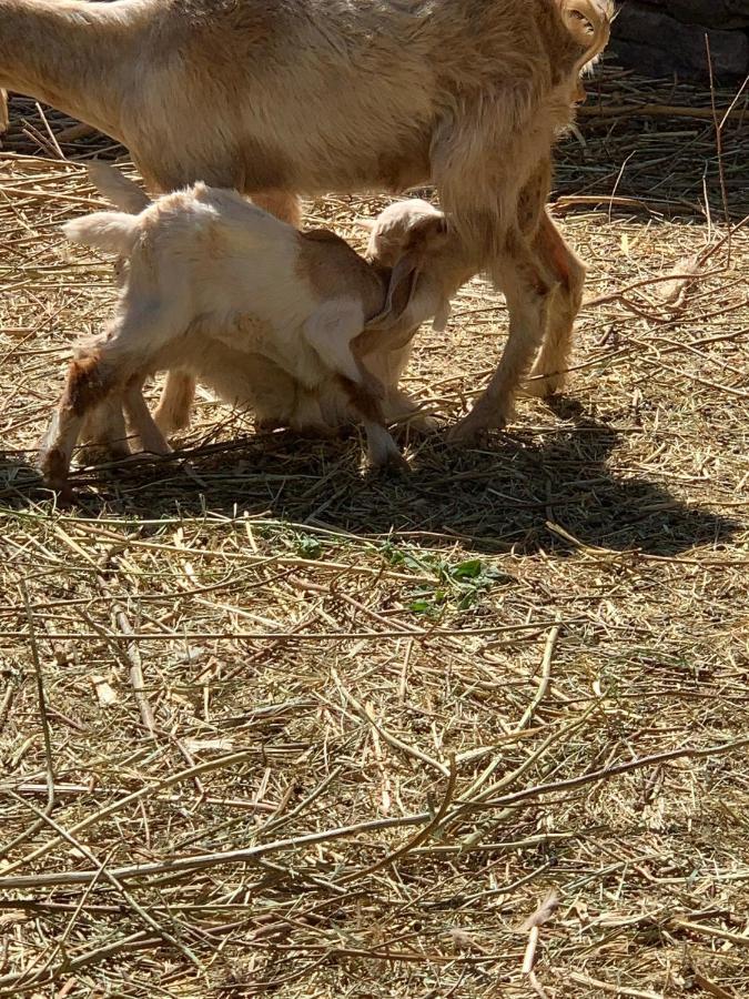 Farm stay Nubian Farm Aswan
