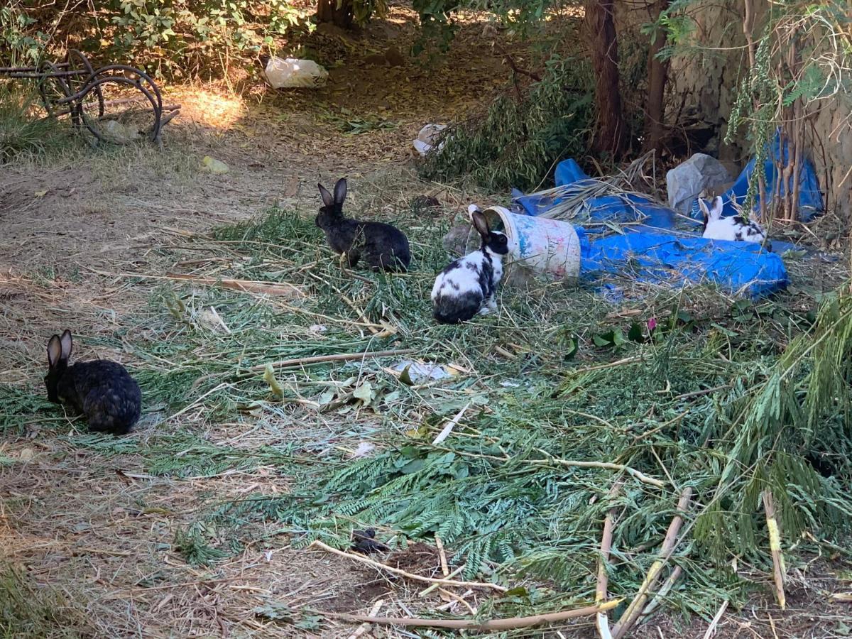 Nubian Farm Aswan