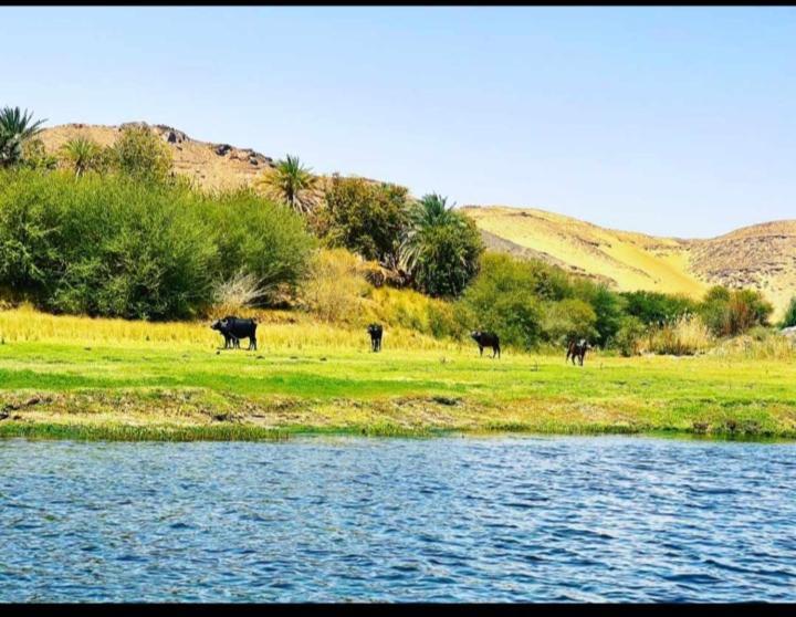 Nuba Narty Aswan