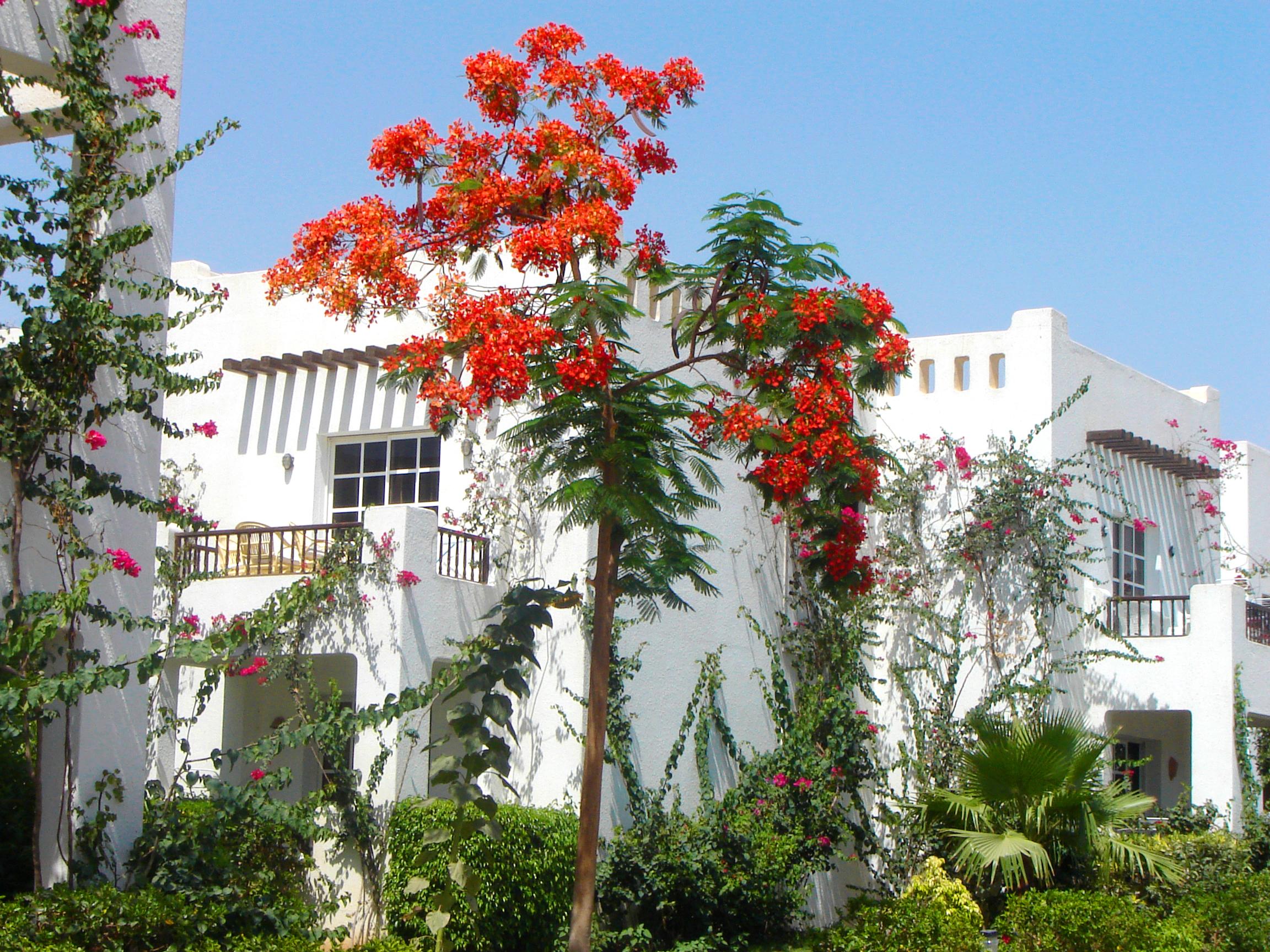 Delta ,official Web, Delta Rent, Sheikh, South Sinai, Egypt Sharm el-Sheikh