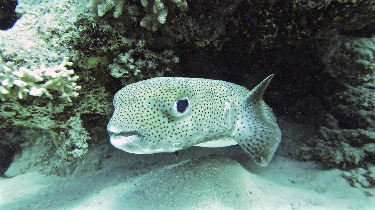 Deep Ashri Marsa Alam