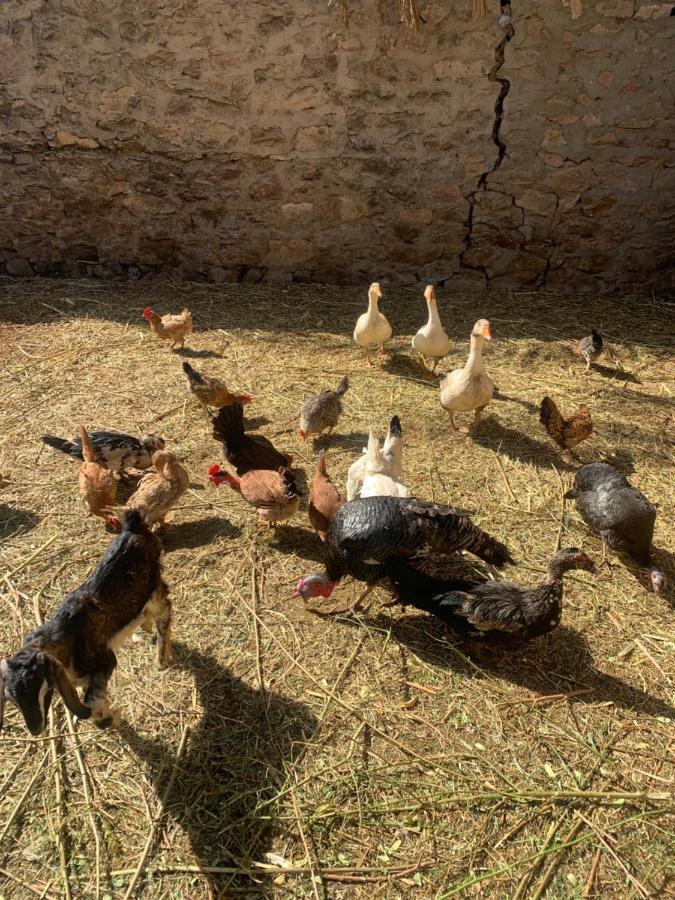 Nubian Farm Farm stay