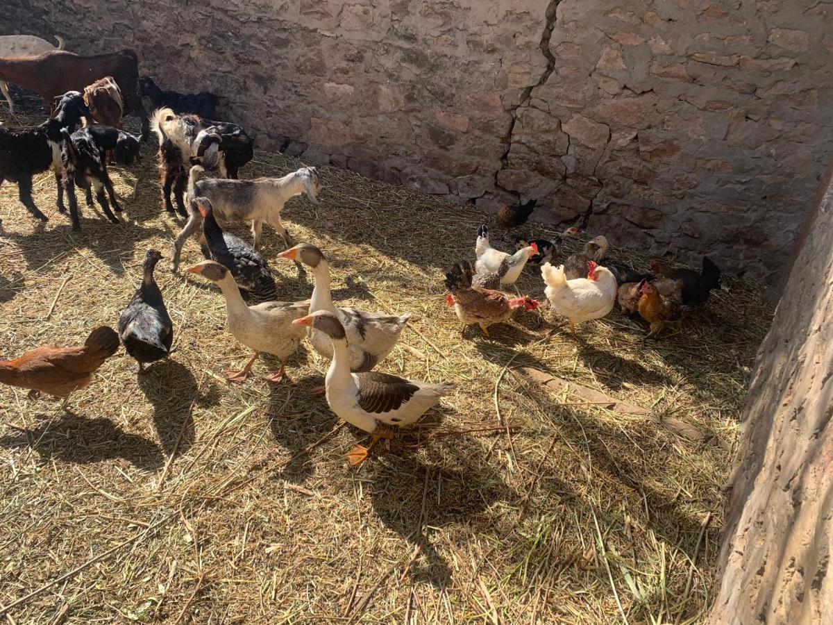 Nubian Farm *
