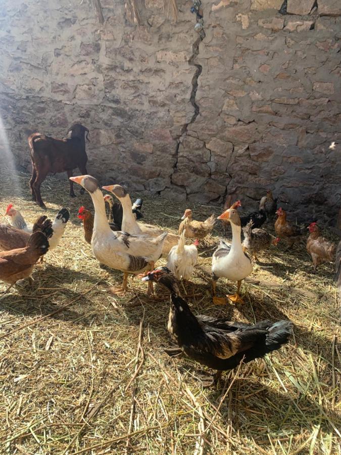 Nubian Farm Assuan