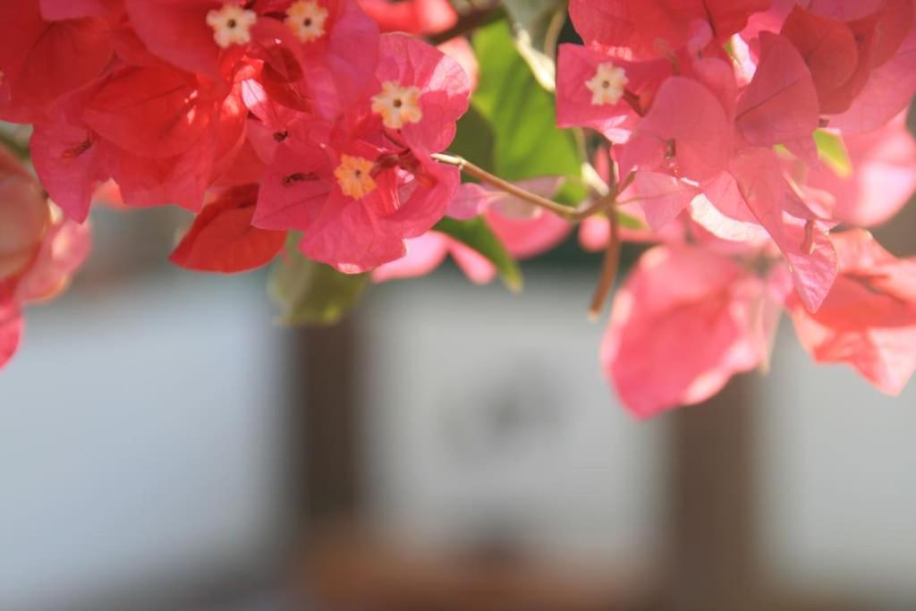 Elena Villa Dahab