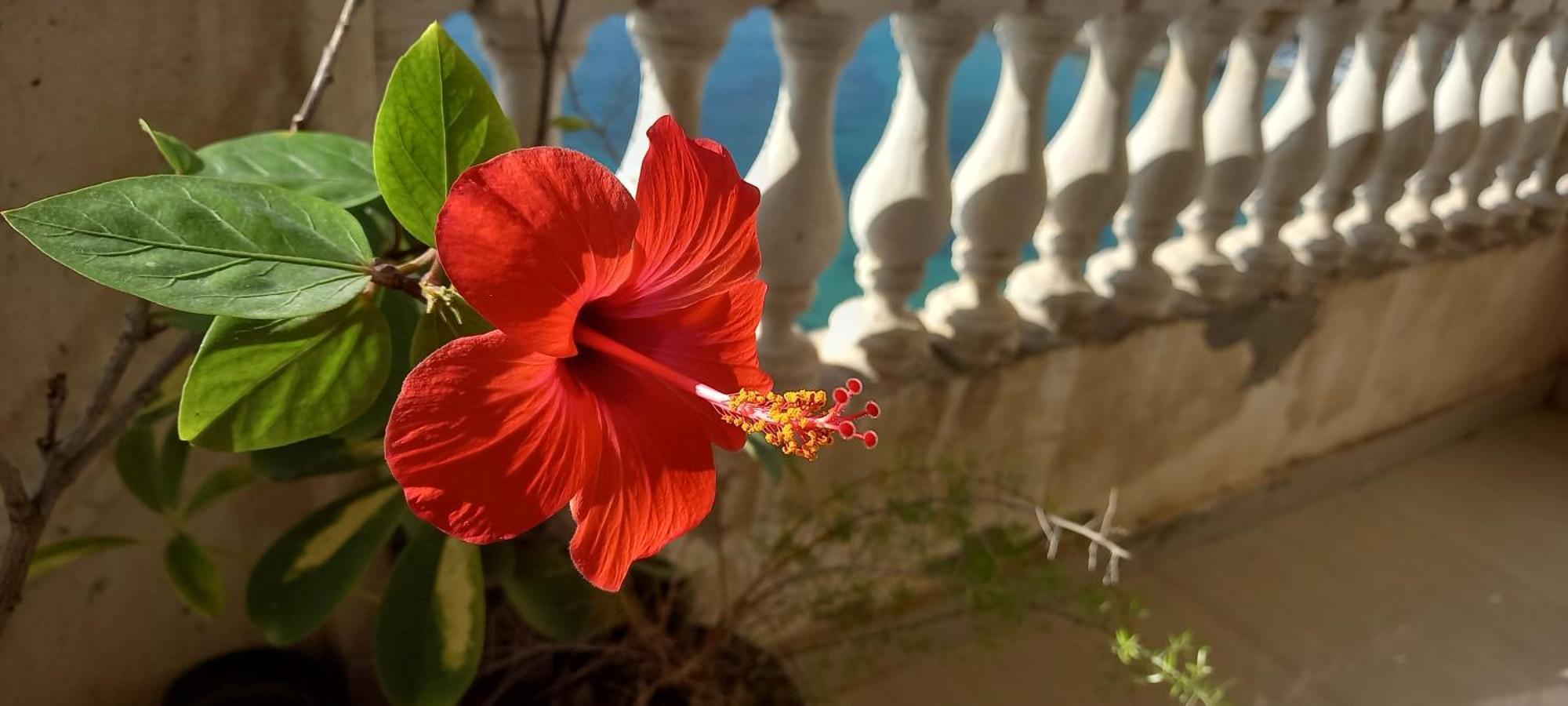 Stunning Sea View Flat * Alexandria
