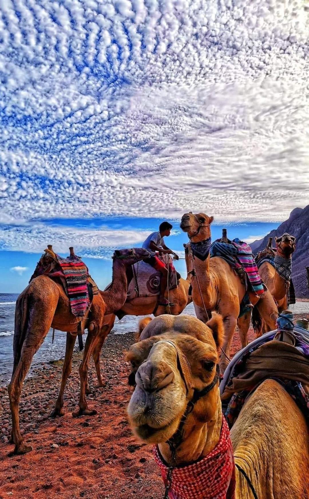 Sea View -sunnydahab