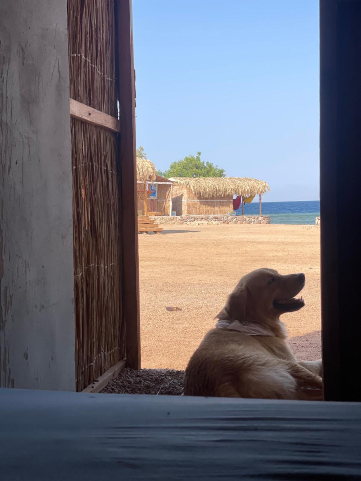 Alwaha Camp Campsite