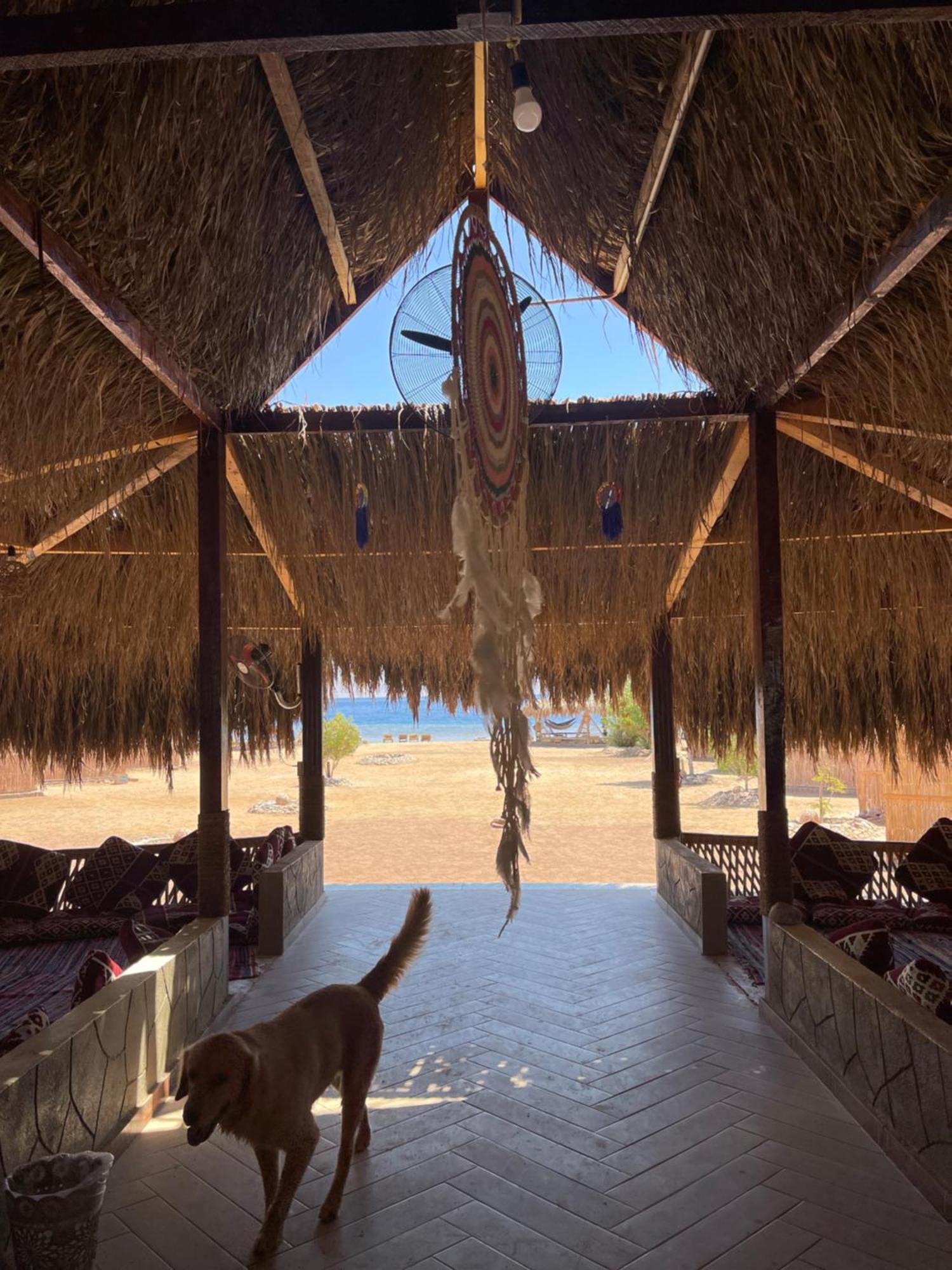 Campsite Alwaha Camp Nuweiba