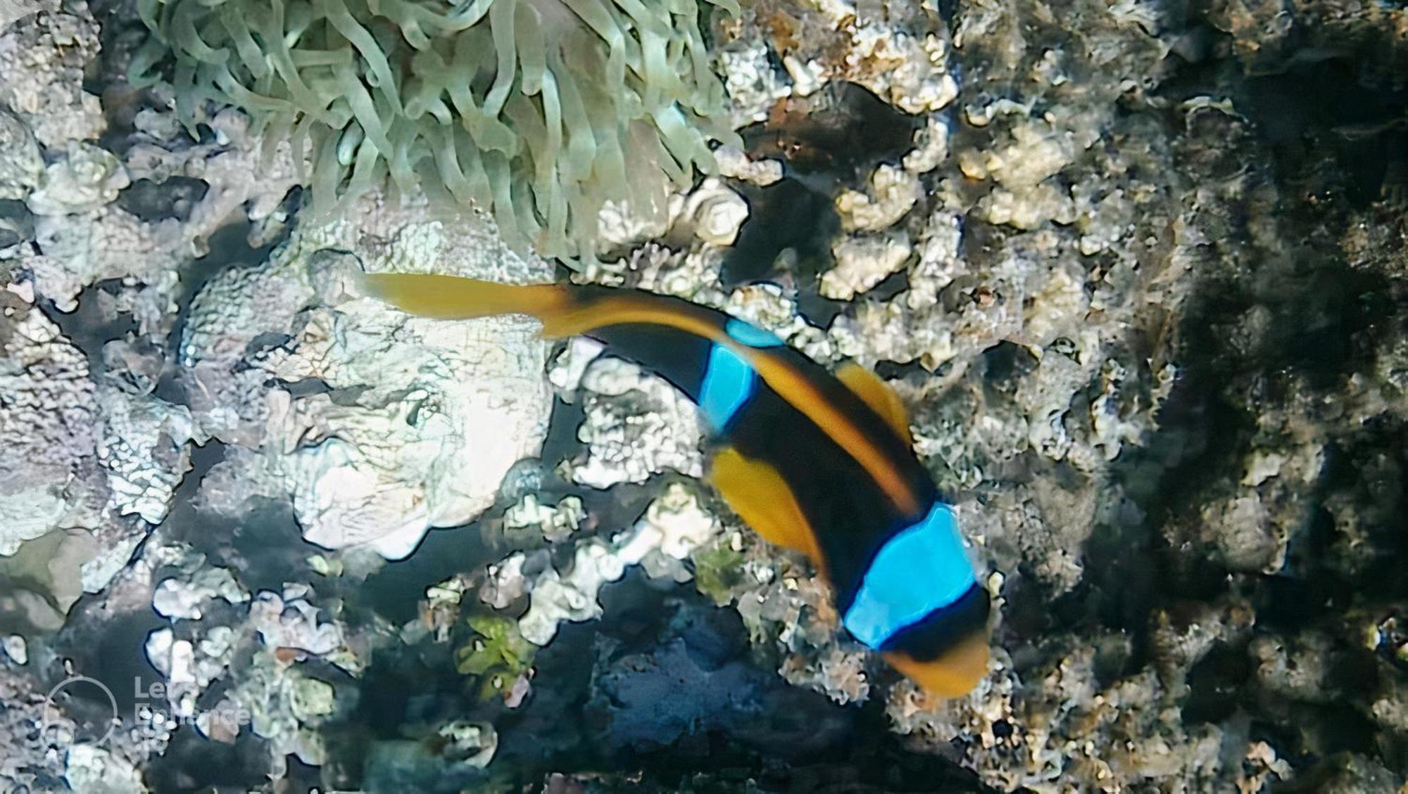 Scandic Ssv- Private Sandy Coral Reef Retreat With Free Wi-fi Hurghada