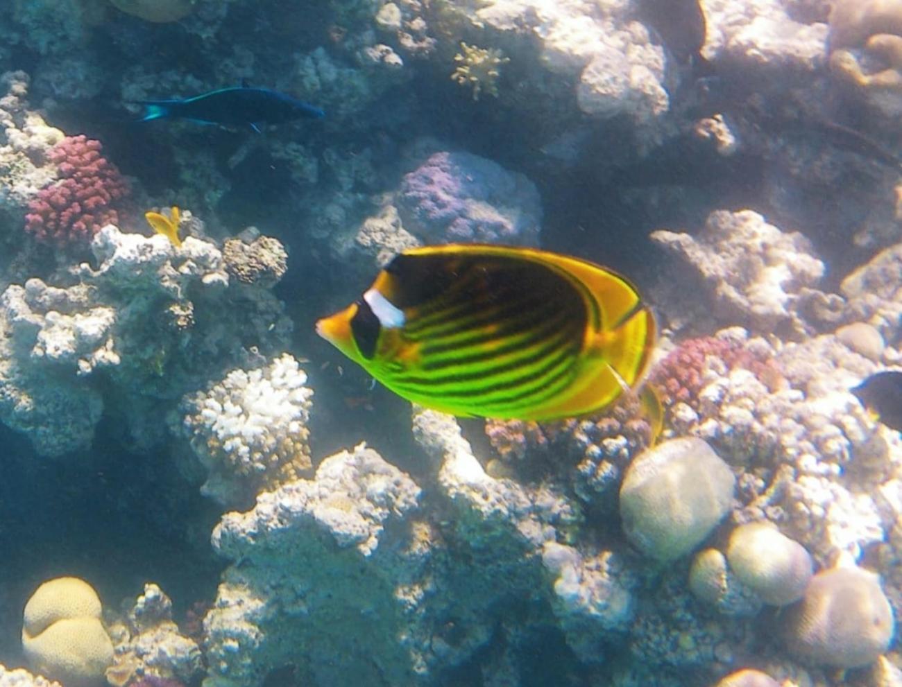 Stella Makadi 5* * Hurghada