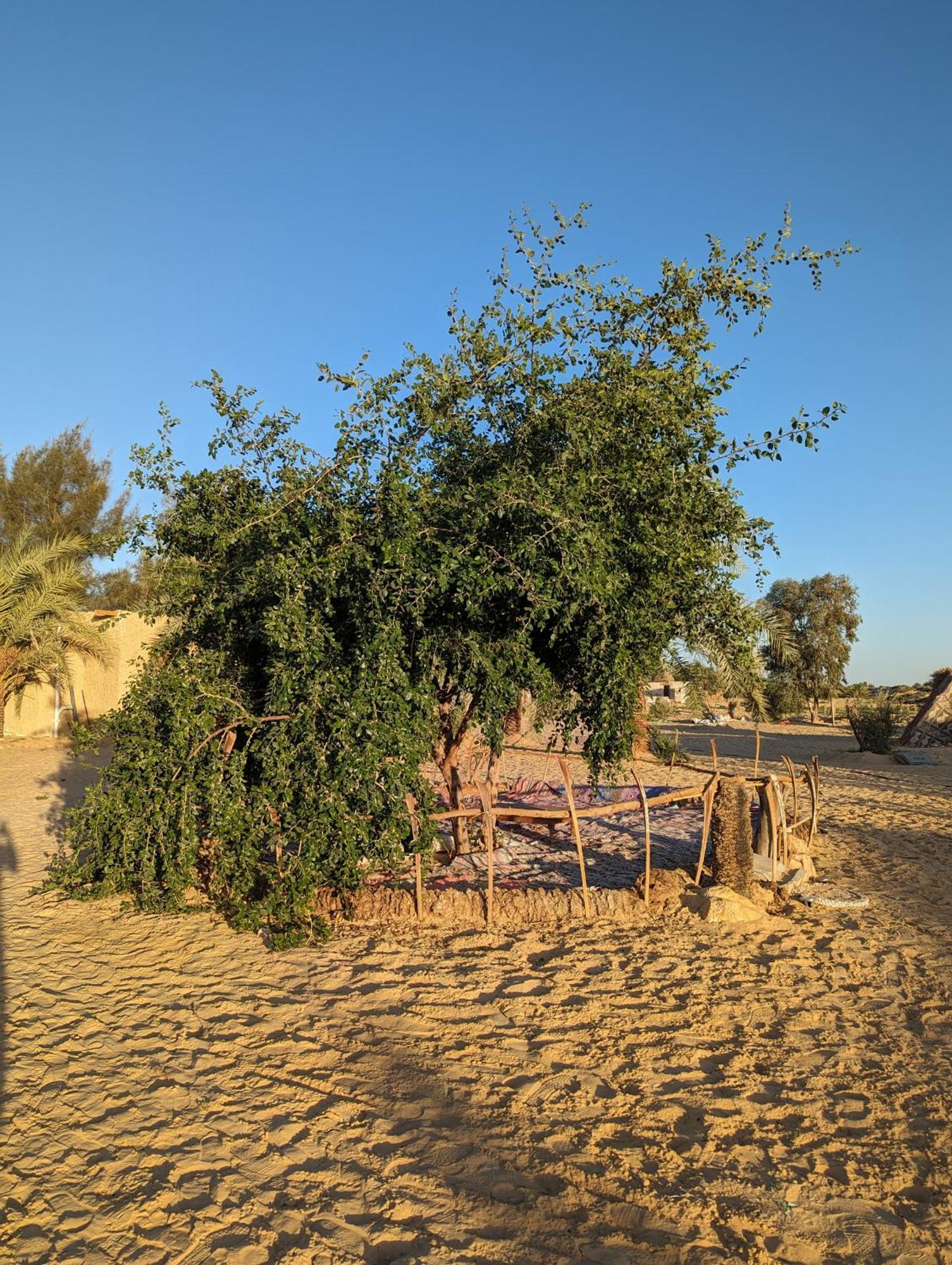Cafour House Siwa - Hot Spring Camping