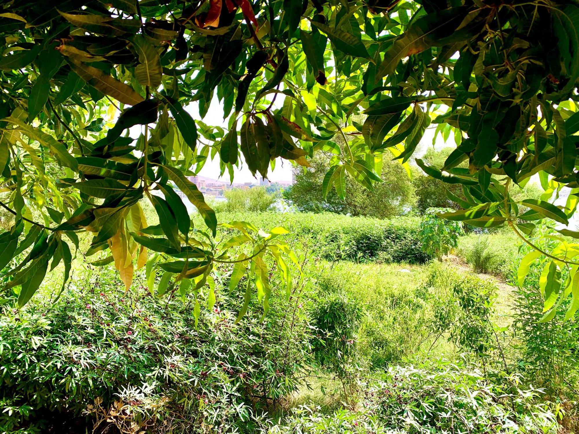Konukevi Salatoos Mango Garden And *
