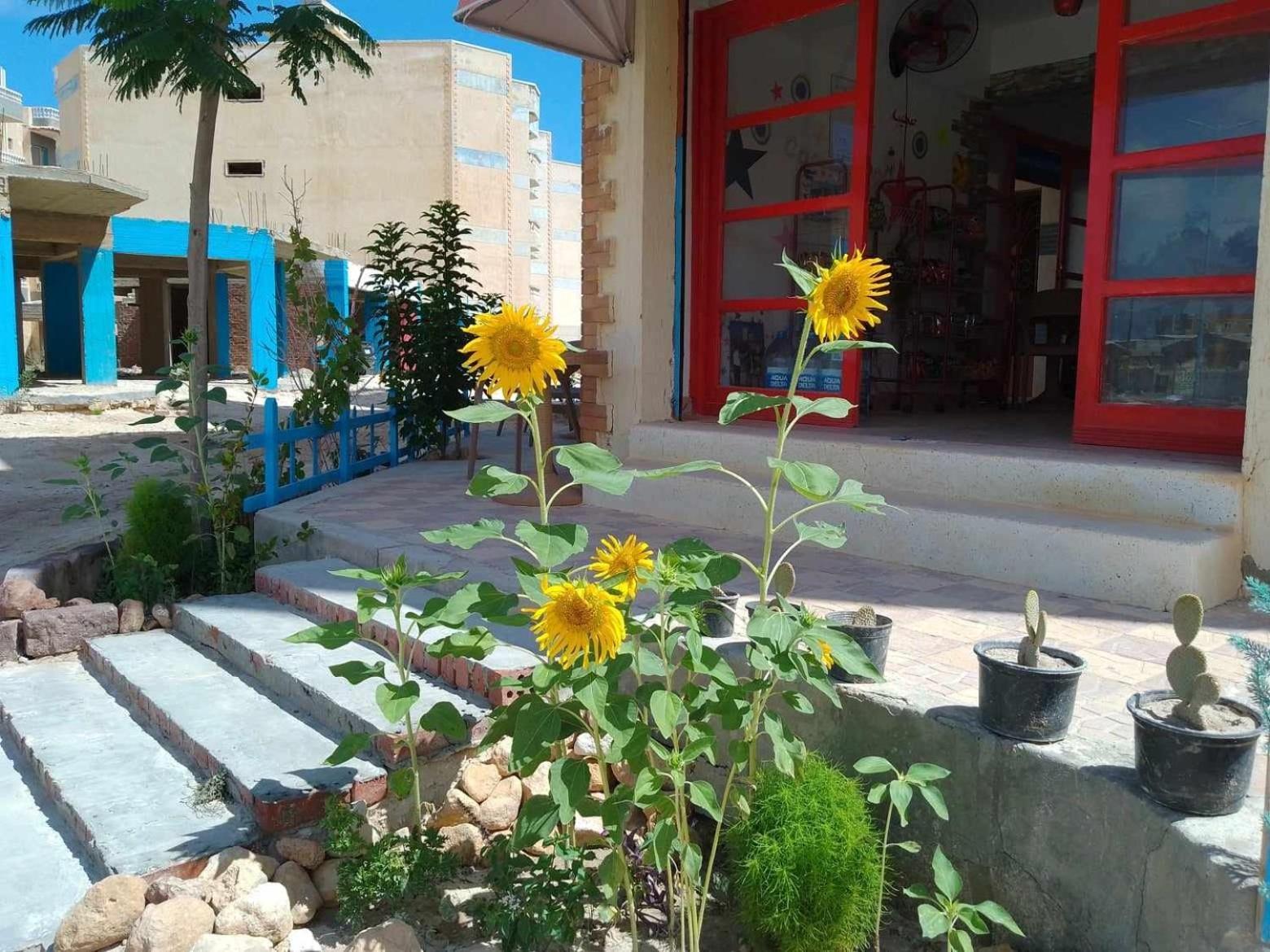 Anglo - Ageeba Apartment *