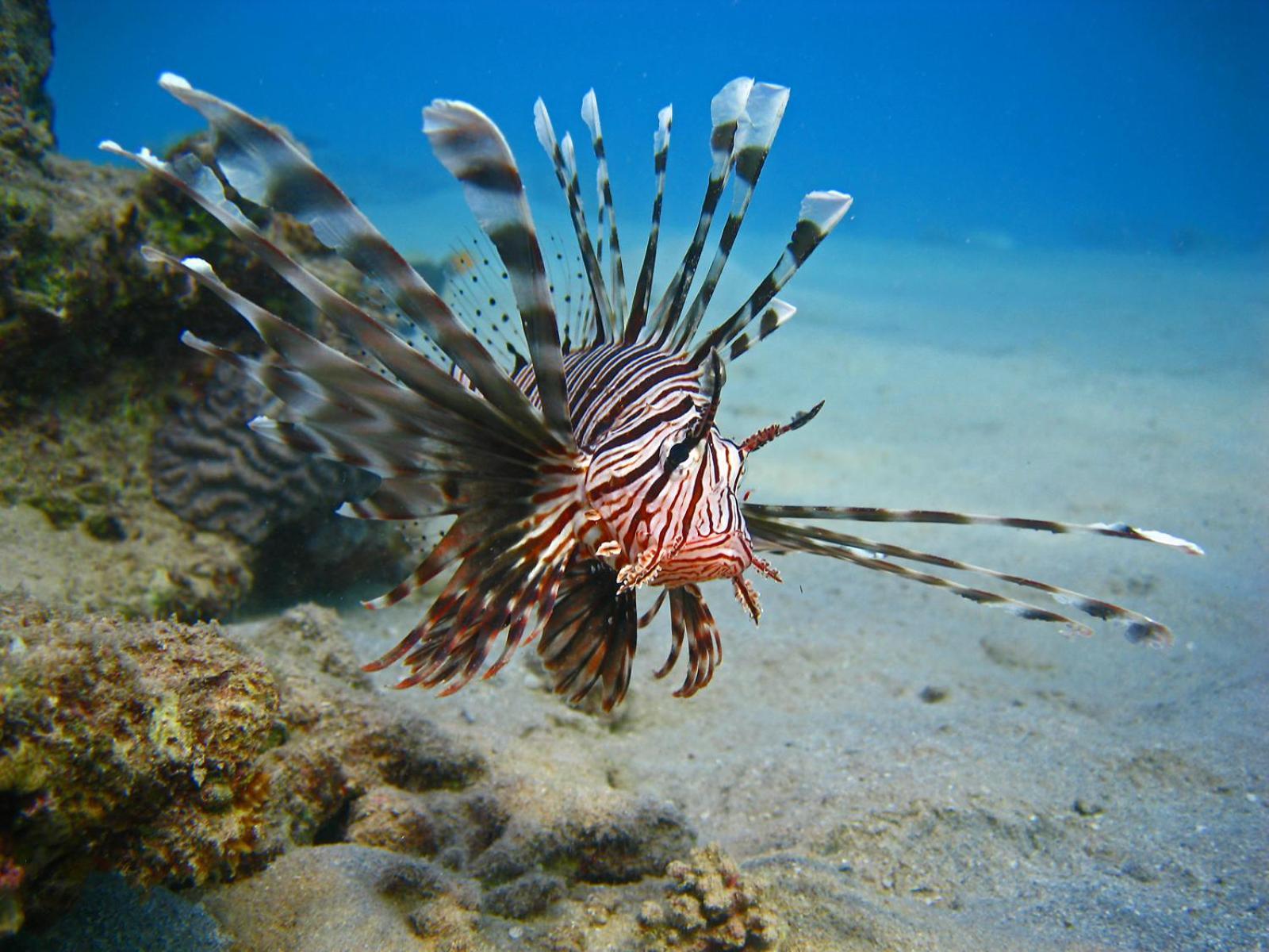 Resort Oonas Dive Club 2*