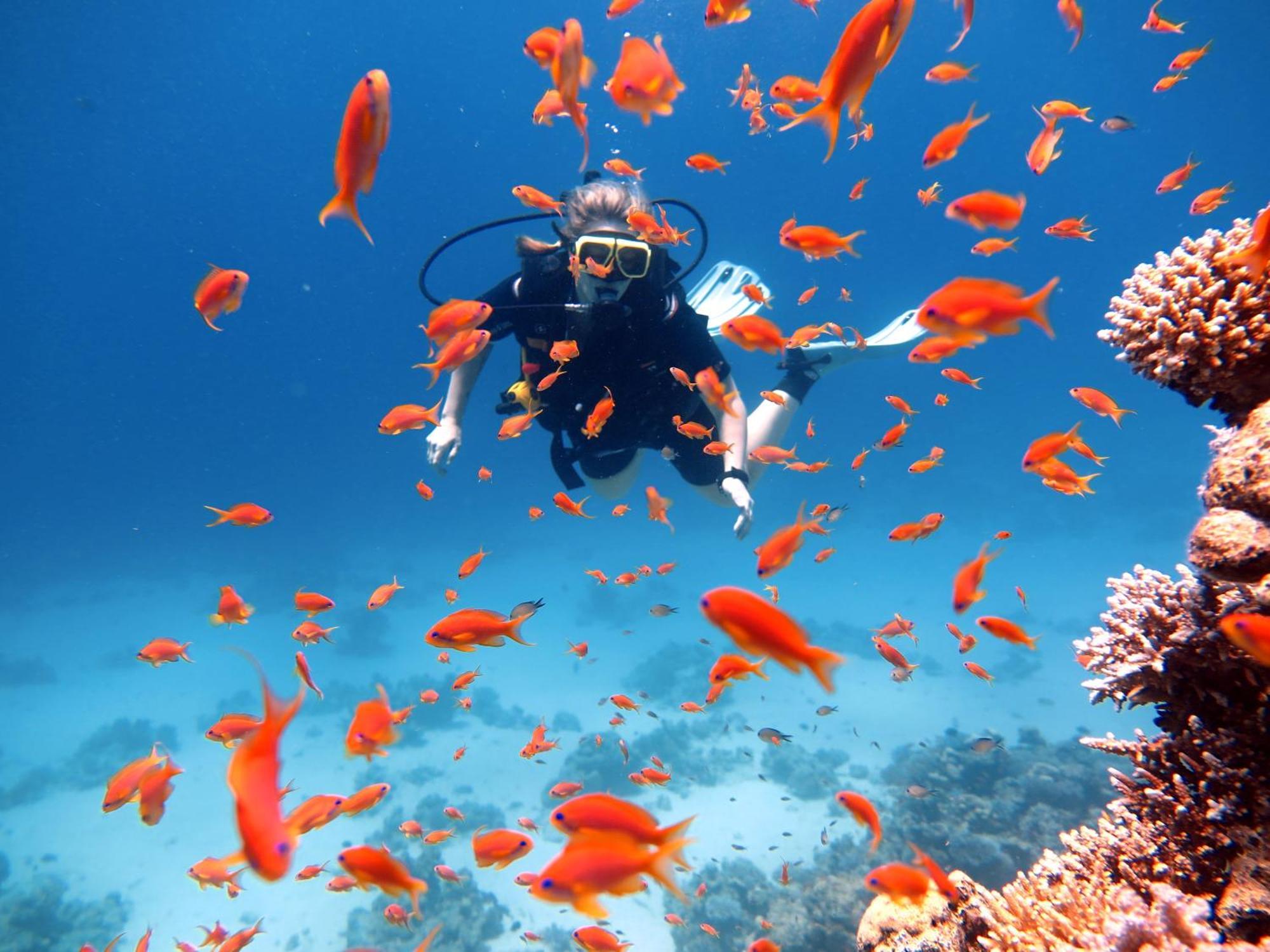 Deep Blue Divers