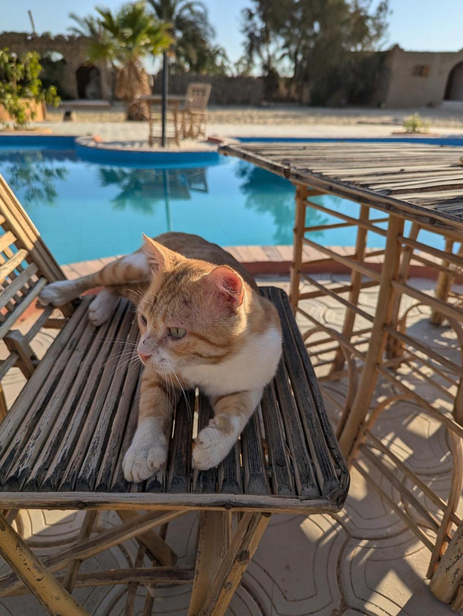 Cafour House Siwa - Hot Spring