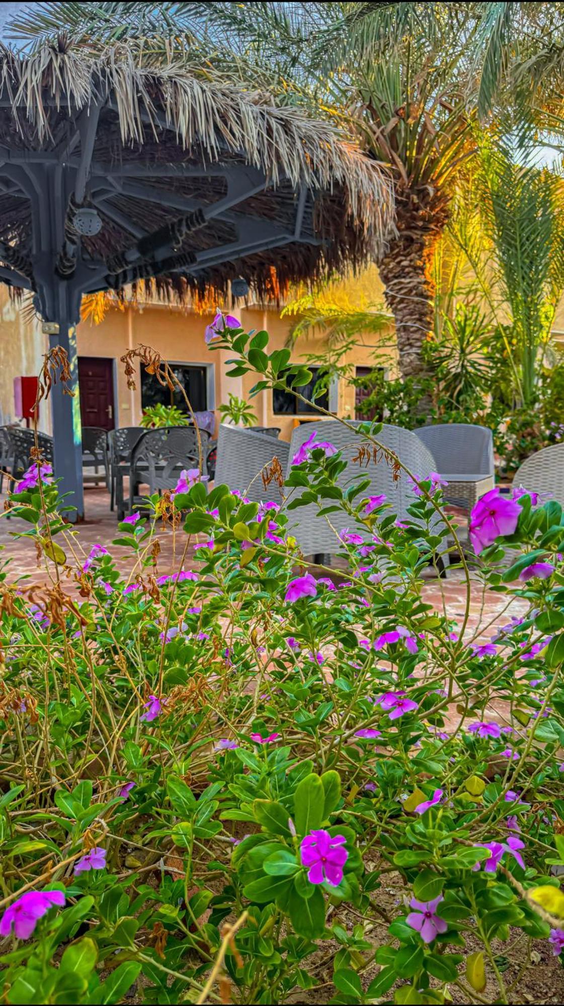 Miramar Camp * Dahab