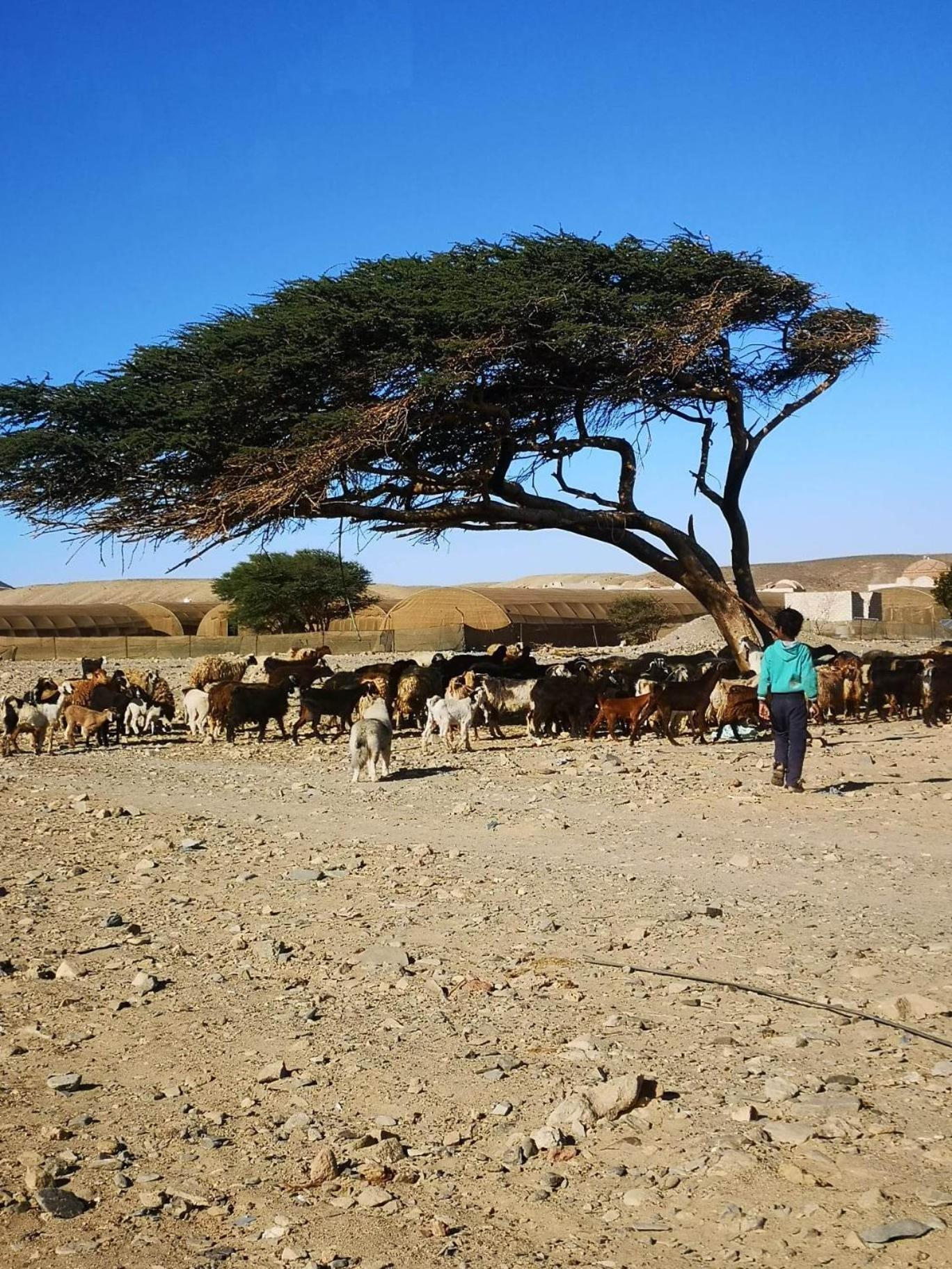 Apadi Camp * Port Ghalib