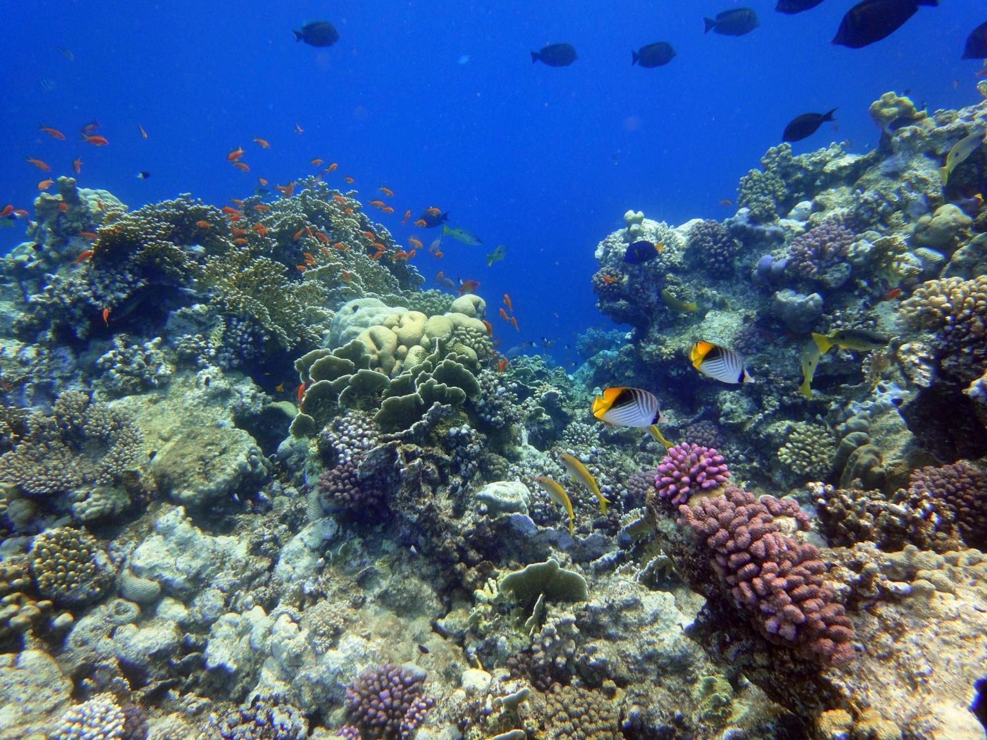 Swisstouch Ex Sentido Dream Marsa Alam