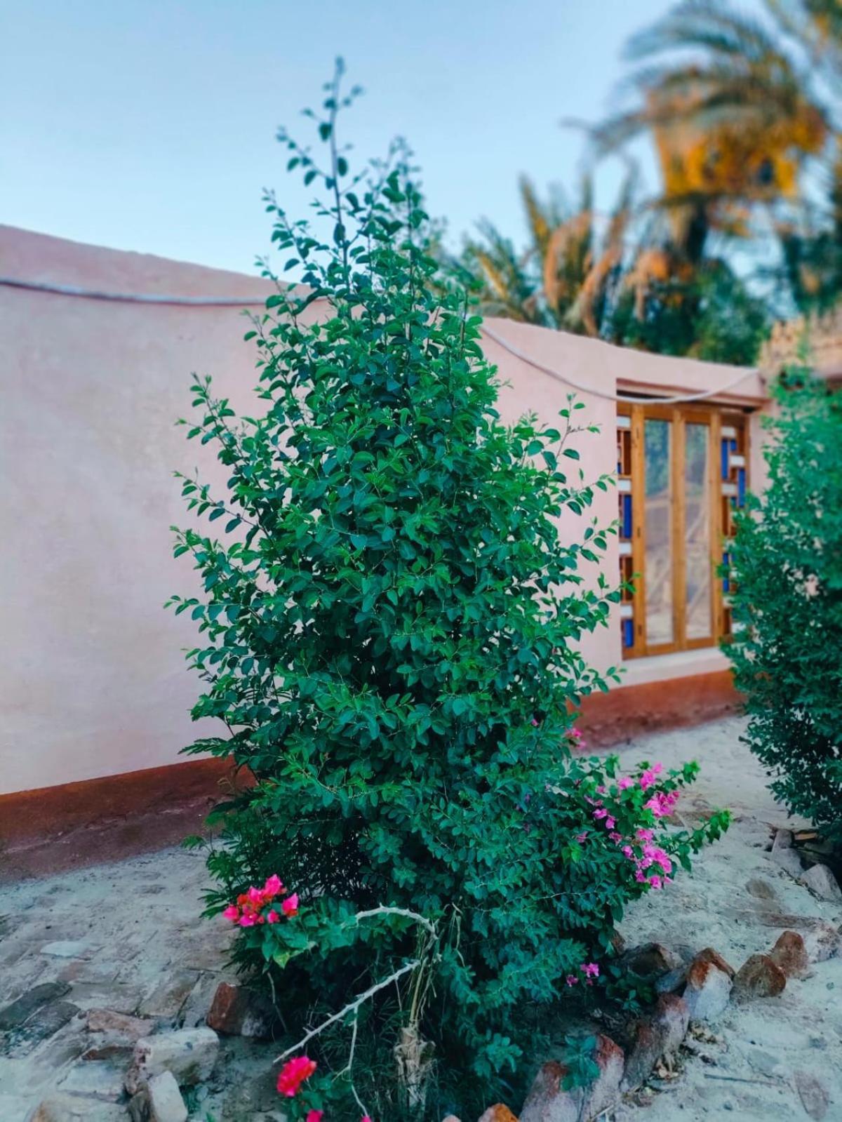 Guest house Abou El Leef