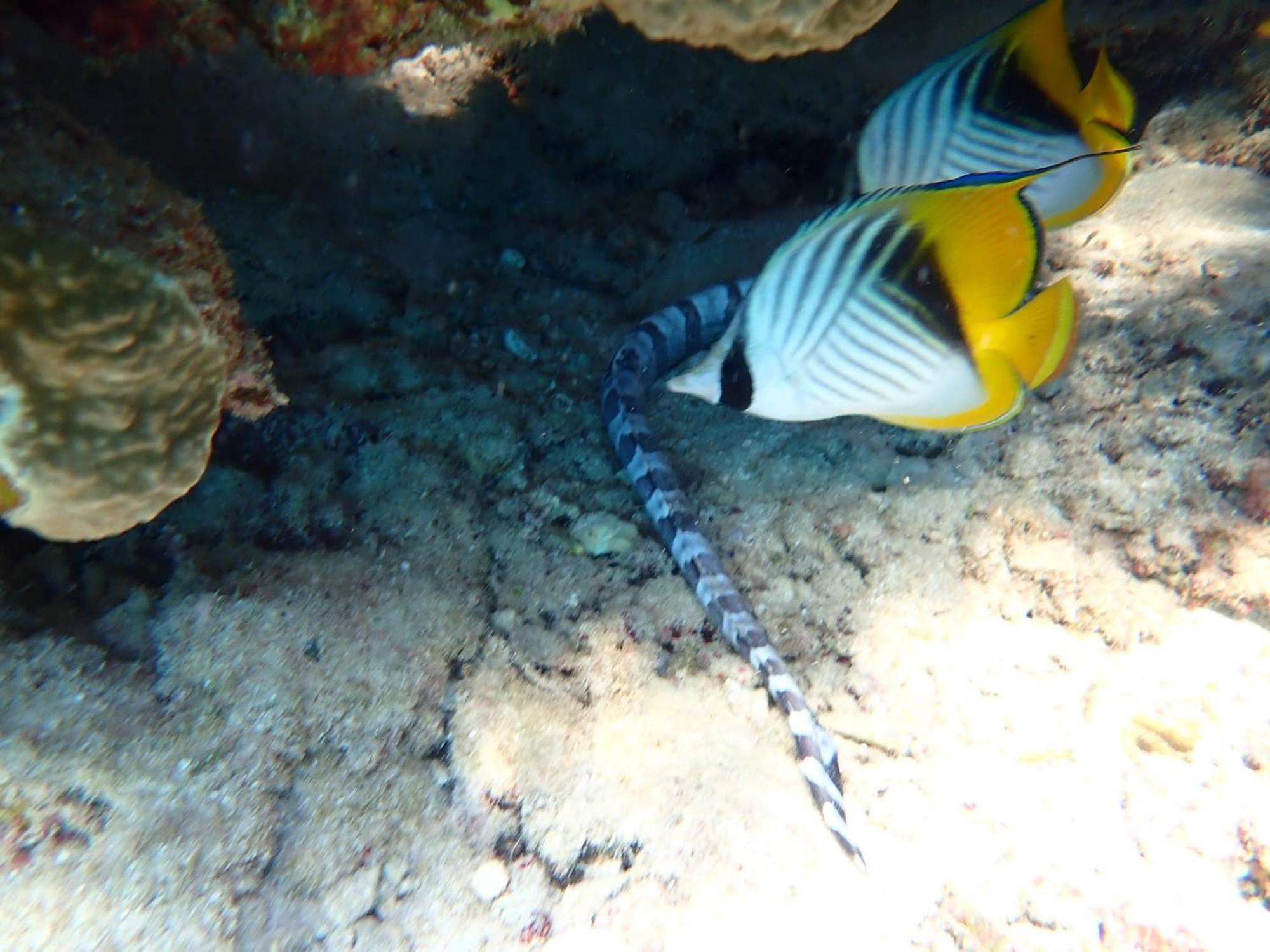 Swisstouch Ex Sentido Dream Marsa Alam