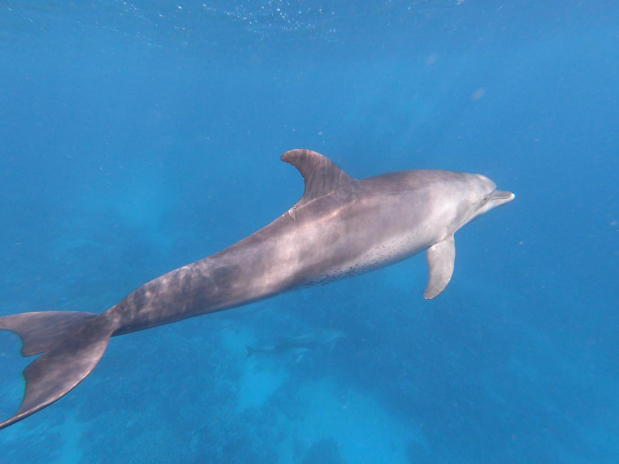 Dolphin Continental 3* El Qoseir