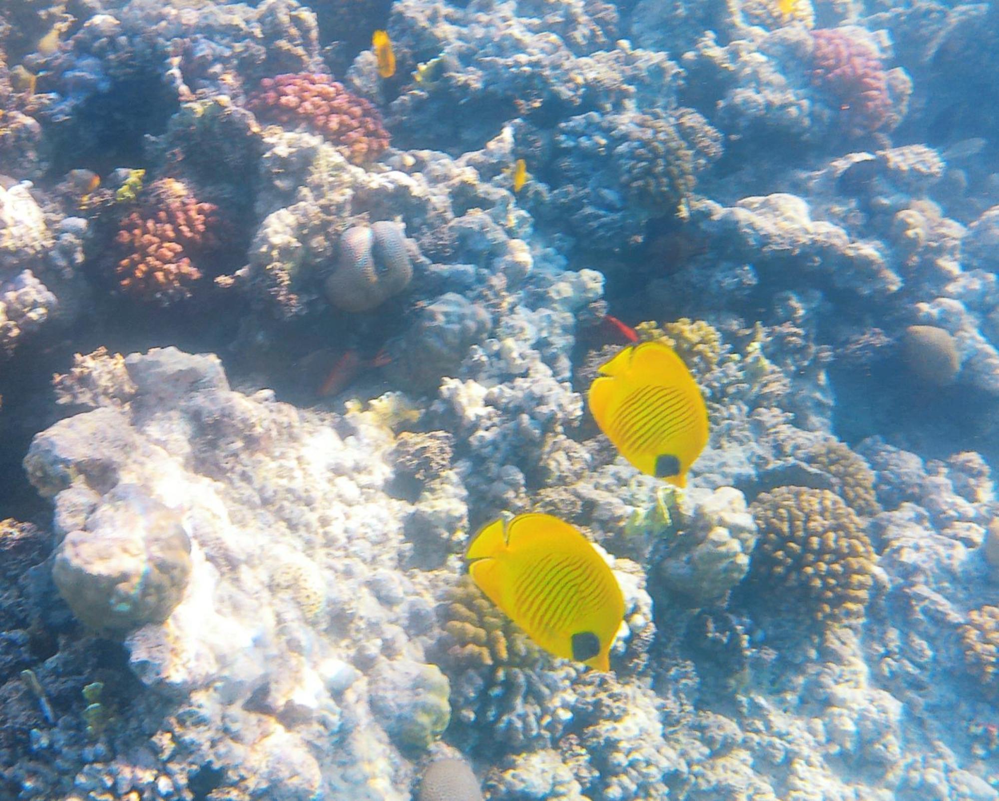 Stella Makadi 5* * Hurghada
