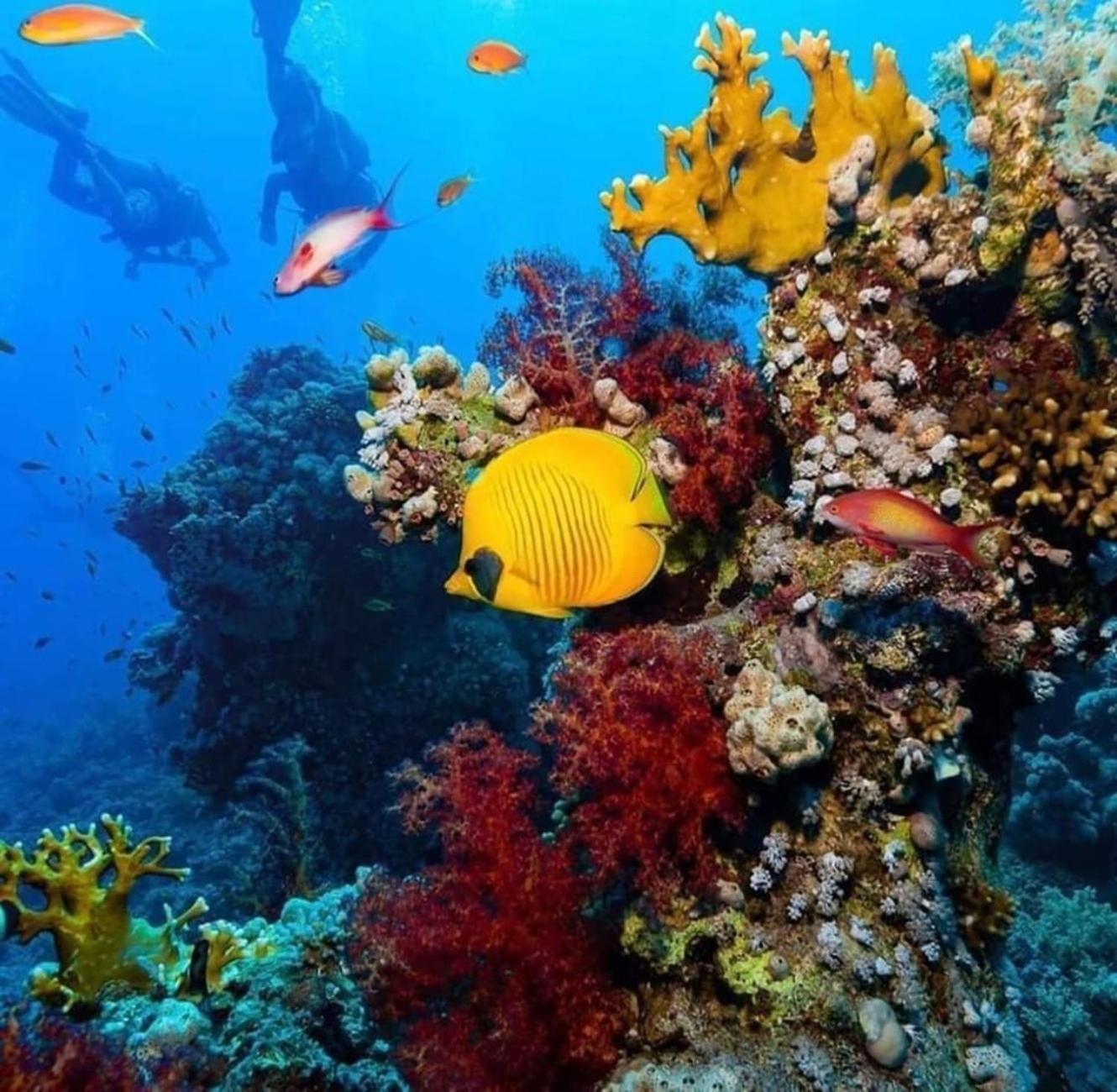 Elite Private Free Wifi Apartment Hurghada