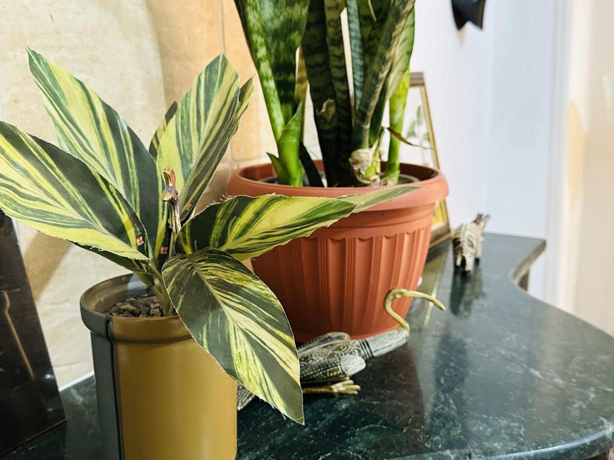Apartment Zebra Center